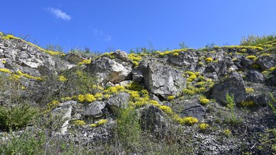 Медобори Медобори