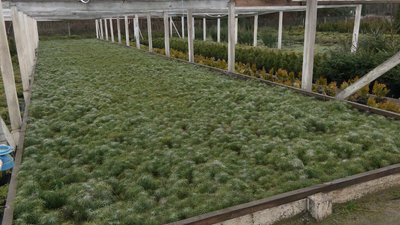 Попит падає: лісівники розповіли, як продаються живі ялинки на Рівненщині