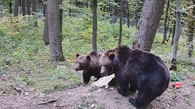 З клітки на волю. Як прикарпатський ведмідь живе на Хмельниччині З клітки на волю. Як прикарпатський ведмідь живе на Хмельниччині