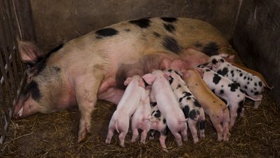 Ветеран із Рівненського Полісся плете постоли для доньки Ветеран із Рівненського Полісся плете постоли для доньки