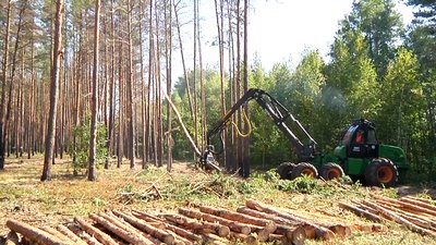 Лісівники Житомирщини відновлюють лісові насадження, пошкоджені лісовими пожежами