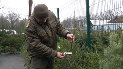 Попит падає: лісівники розповіли, як продаються живі ялинки на Рівненщині