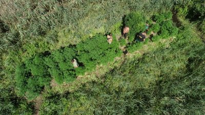 У херсонських плавнях поліція виявила посів конопель на 2 мільйони гривень