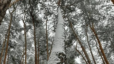 Сумщину засипало снігом. Фото читачів Суспільного Суми