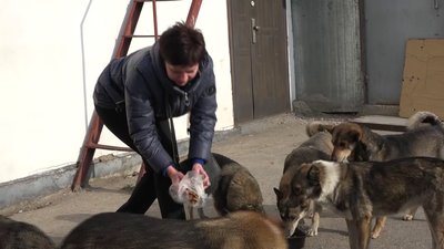 На Житомирщині зооволонтери допомагають покинутим через війну тваринам На Житомирщині зооволонтери допомагають покинутим через війну тваринам