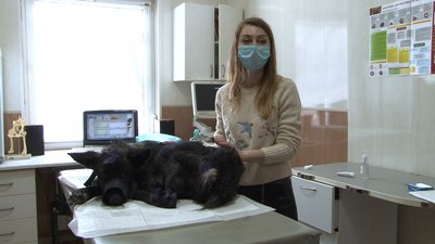 "Не мала сил пройти понад два кроки": у Полтаві рятують скаліченого собаку "Не мала сил пройти понад два кроки": у Полтаві рятують скаліченого собаку