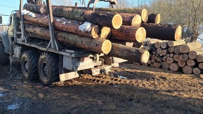 тернопіль, зрубані дерева, колоди, 12 березня 2026 року