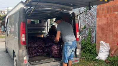 "8 гривень за кілограм": як на Рівненщині збирають каштани на підтримку ЗСУ