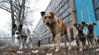 У Дніпрі створили координаційну раду зоозахисників та місцевої влади