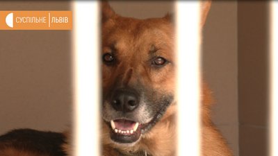 У львівському притулку "Лев" є більше 60 безпритульних собак У львівському притулку "Лев" є більше 60 безпритульних собак