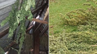 Майже 150 тисяч: закарпатцю оголосили запобіжний захід за зберігання канабісу
