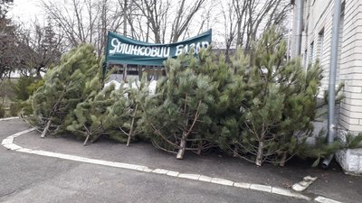 У Херсоні відкриваються ялинкові базари. Де можна купити й скільки коштує новорічне дерево У Херсоні відкриваються ялинкові базари. Де можна купити й скільки коштує новорічне дерево