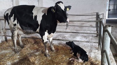Як працюють в умовах війни тваринницькі господарства Сумщини