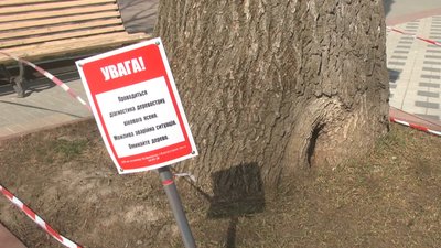 Фахівці досліджують чи потрібно зрізати ясен. Фахівці досліджують чи потрібно зрізати ясен.