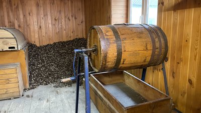 Зі 100 кілограмів шишок ― 1 кілограм насіння сосни: як заготовляють на Полтавщині Зі 100 кілограмів шишок ― 1 кілограм насіння сосни: як заготовляють на Полтавщині