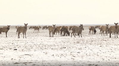 100 років тому "Асканія-Нова" отримала статус державного заповідника 100 років тому "Асканія-Нова" отримала статус державного заповідника