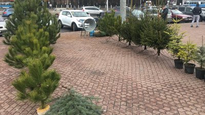 "Сосни та дерева в горщиках". Як працюють ялинкові базари у Вінниці "Сосни та дерева в горщиках". Як працюють ялинкові базари у Вінниці