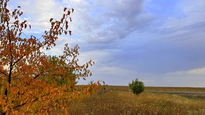 Донецька область, поле та узбіччя