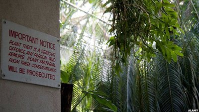 Квіточки Квіточки