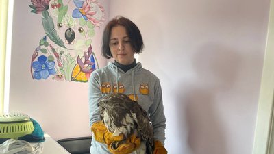 Канюк Гільза та сич Джоні. У ветлікарні Дніпра рятують хижих птахів Канюк Гільза та сич Джоні. У ветлікарні Дніпра рятують хижих птахів