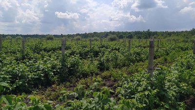 На Львівщині уклали 15 угод купівлі-продажу землі. Що кажуть фермери та аграрії На Львівщині уклали 15 угод купівлі-продажу землі. Що кажуть фермери та аграрії