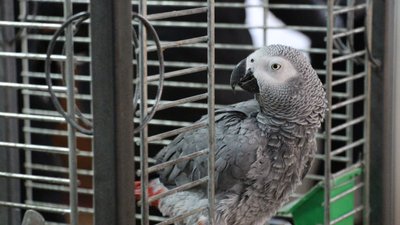 Як живуть тварини в сумському еколого-натуралістичному центрі