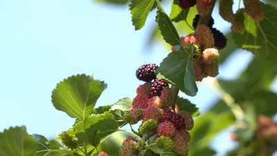 Перші на Прикарпатті помідори та курорт у котловині Дністра. Історія села Городниця Перші на Прикарпатті помідори та курорт у котловині Дністра. Історія села Городниця