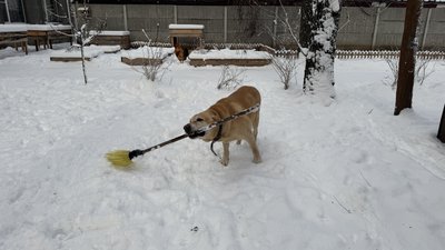 собака