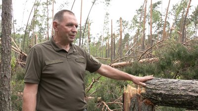 Буревій в лісі Рівне