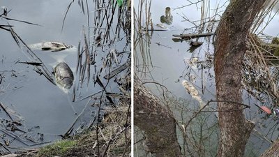 Мертва риба у ставку
