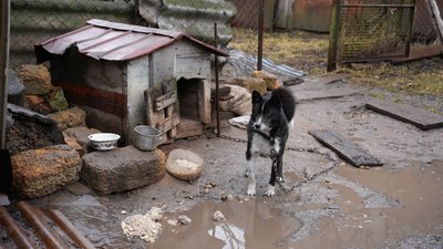 "Не лишайте їх на прив’язі, відпустіть": історії тварин з прикордоння Сумщини "Не лишайте їх на прив’язі, відпустіть": історії тварин з прикордоння Сумщини