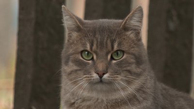 Годувати не можна прогнати: чиї коти смітять біля золотоніської багатоповерхівки на Черкащині Годувати не можна прогнати: чиї коти смітять біля золотоніської багатоповерхівки на Черкащині
