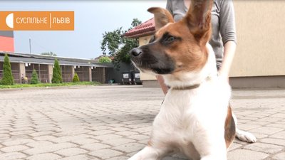 У львівському притулку "Лев" є більше 60 безпритульних собак У львівському притулку "Лев" є більше 60 безпритульних собак