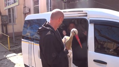 Одеський зоопарк вилікував пораненого лелеку й повернув у гніздо Одеський зоопарк вилікував пораненого лелеку й повернув у гніздо
