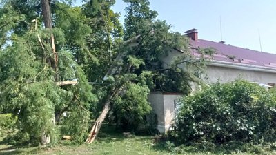 Повалені дерева, знеструмлені населені пункти: наслідки негоди на Закарпатті Повалені дерева, знеструмлені населені пункти: наслідки негоди на Закарпатті