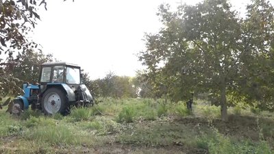 Горіхові сади та виноградники: на Житомирщині навчають жінок вести бізнес у сільському господарстві Горіхові сади та виноградники: на Житомирщині навчають жінок вести бізнес у сільському господарстві