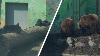 У Подільському зоопарку ведмеді прокидаються після зимової сплячки