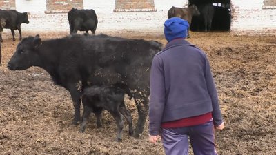 ТВАРИННИЦТВО В УМОВАХ ВІЙНИ ТВАРИННИЦТВО В УМОВАХ ВІЙНИ
