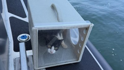 Евакуація котів у США