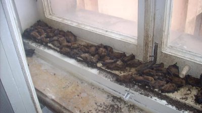 Кажанів з Каразінського університету у Харкові відпустили на волю