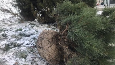У Львові на Меморіалі пам’яті Героїв Небесної Сотні висадили сосни У Львові на Меморіалі пам’яті Героїв Небесної Сотні висадили сосни