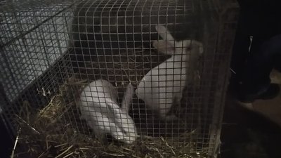 Житомирський виш організовує безкоштовні екскурсії на власну мультиферму Житомирський виш організовує безкоштовні екскурсії на власну мультиферму