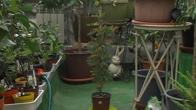 В оранжереї запоріжанки Тетяни Кузьмук розквітла срібляста акація В оранжереї запоріжанки Тетяни Кузьмук розквітла срібляста акація