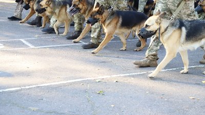 Прикордонники з Одещини йтимуть зі службовими собаками на параді до Дня незалежності Прикордонники з Одещини йтимуть зі службовими собаками на параді до Дня незалежності