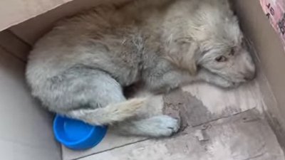 пожежа у Дніпрі, врятували цуценя
