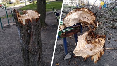 У Харкові на чоловіка впало дерево: що з травмованим