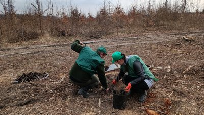 На Тернопільщині нові ліси засаджують дубами На Тернопільщині нові ліси засаджують дубами