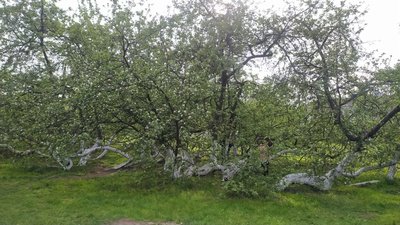 Кролевецька яблуня-колонія: що про неї відомо Кролевецька яблуня-колонія: що про неї відомо