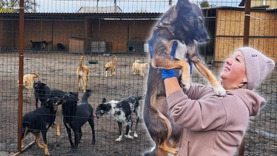 притулок для тварин Альони Овчаренко