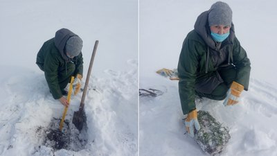Зимівля озимих культур Зимівля озимих культур